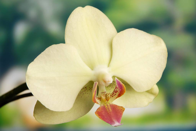 秋季养兰花有哪些注意事项？