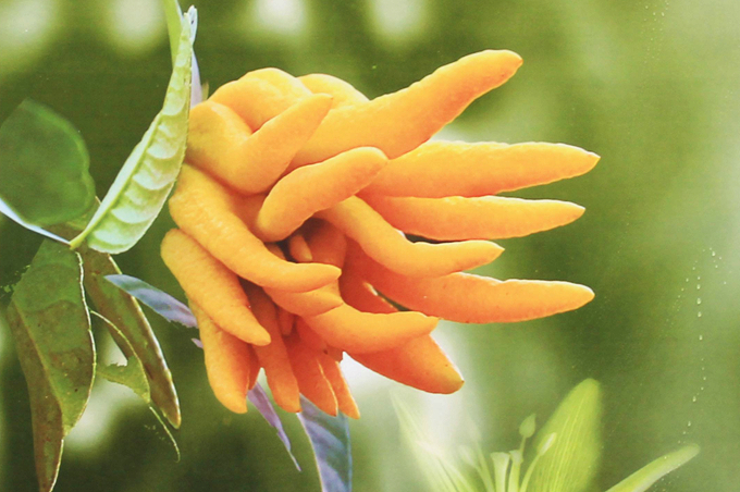 佛手的栽培技术是什么?有哪些生长习性?