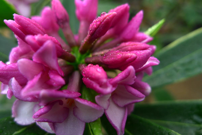 瑞香的养殖方法是什么,有什么生长习性?