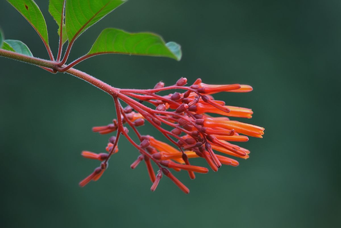 希茉莉的养殖方法是什么,有什么病害防治?