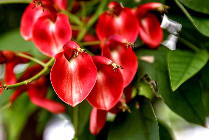 刺桐的种植技术是什么,有哪些养殖方法?