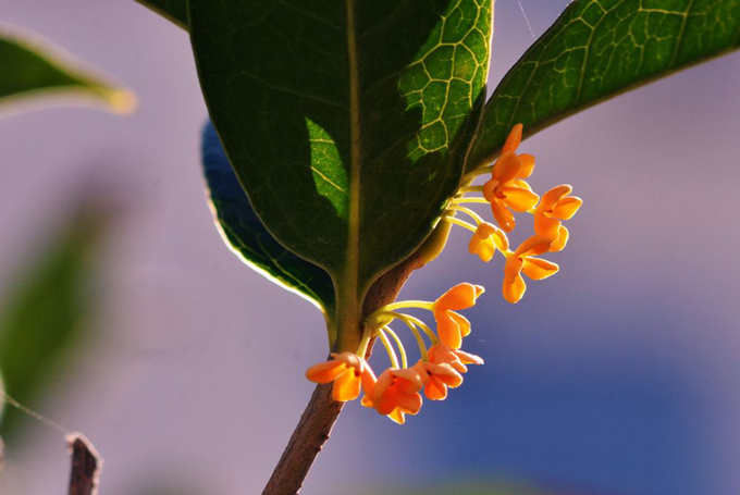 朱砂桂的养殖方法是什么，有什么注意事项？