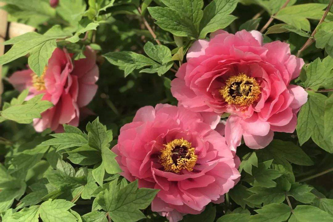 鲁菏红的养殖方法是什么,有哪些繁殖方式?