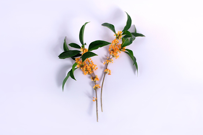 月桂的病害防治是什么，有哪些作用和用途？