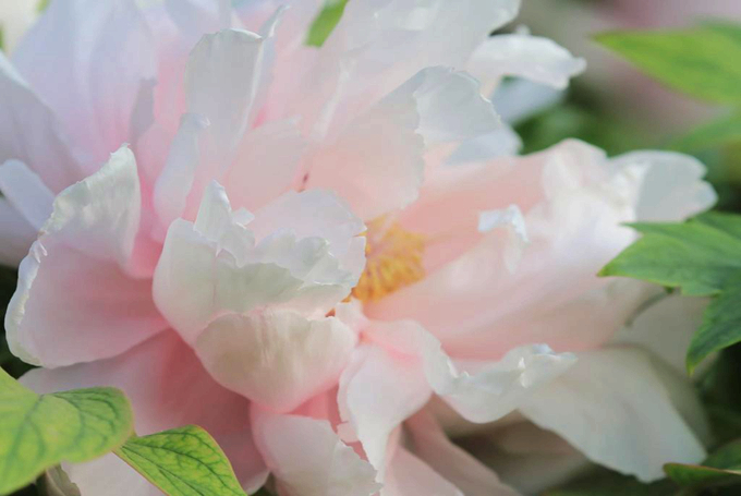 葛巾紫的生长习性是什么,有哪些繁殖方式?