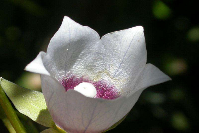 羊乳花的栽培技术有哪些？病害防治是什么？