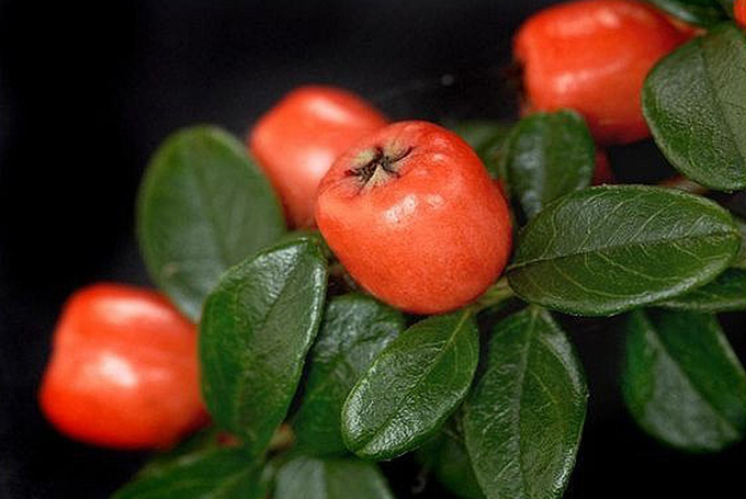 平枝栒子的养殖方法是什么?有哪些形态特征?