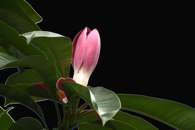 乳源木莲的繁殖方式是什么。有哪些形态特征?