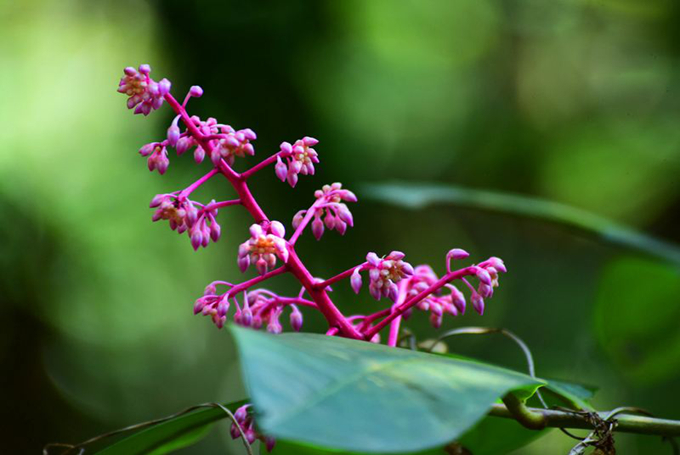 紫金牛的栽培技术是什么,有哪些繁殖方式?