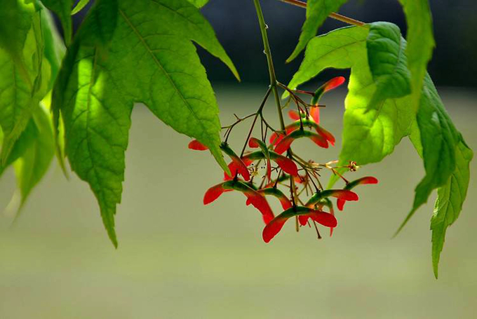 秀丽槭的栽培技术是什么,有哪些主要价值?