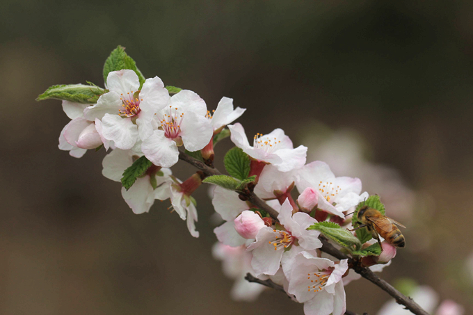 毛樱桃的养殖方法是什么,有哪些生长习性?