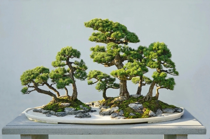 赤楠盆景怎么制作,有哪些培养方法?