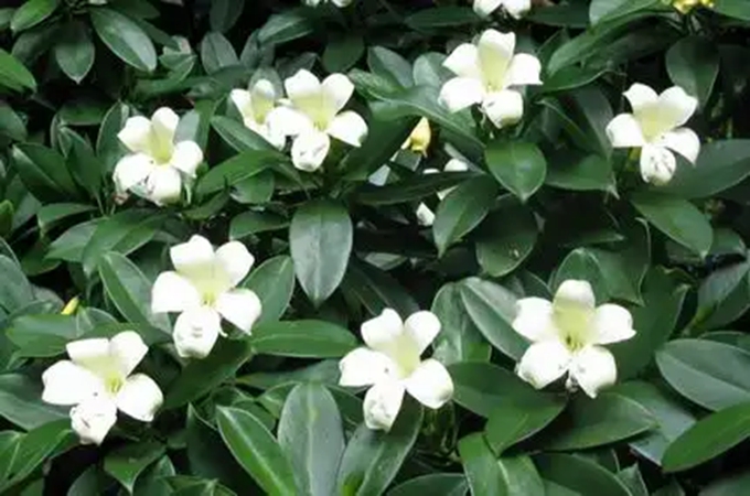 灰莉是什么植物,有哪些养护窍门?