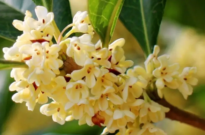 四季桂要注意什么，怎么选盆土？