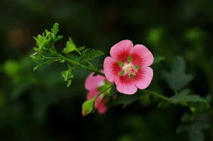 小木槿对环境有什么要求,种植方法是什么?