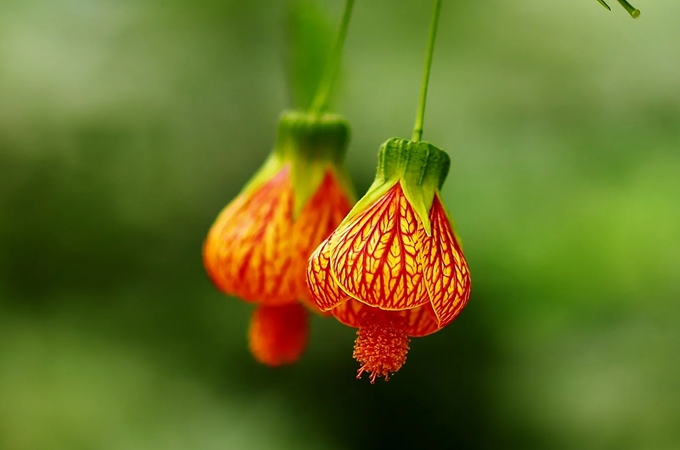 灯笼花怎么养，有哪些繁殖方法？