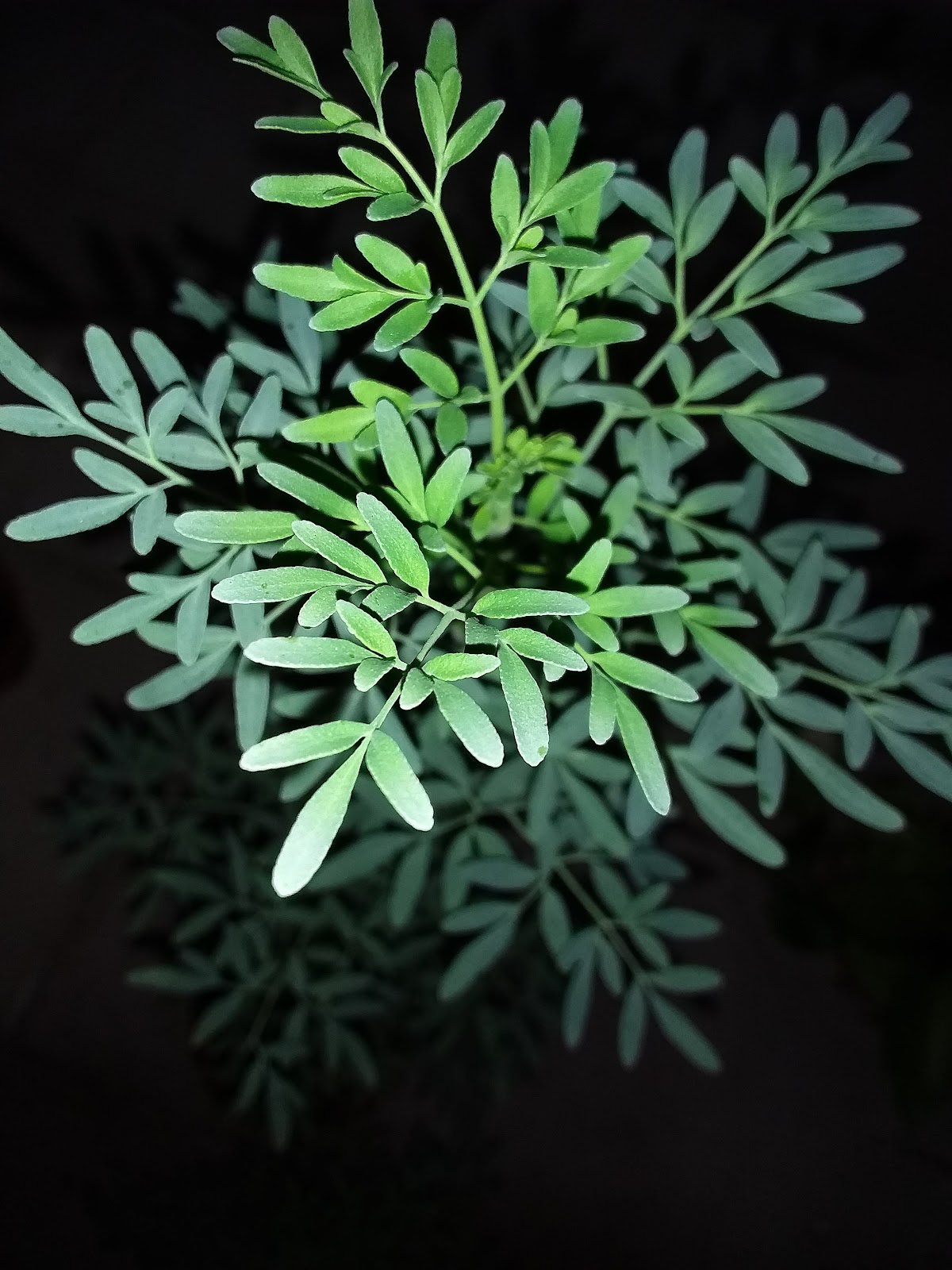 矮牵牛浇水方法，怎么浇水？