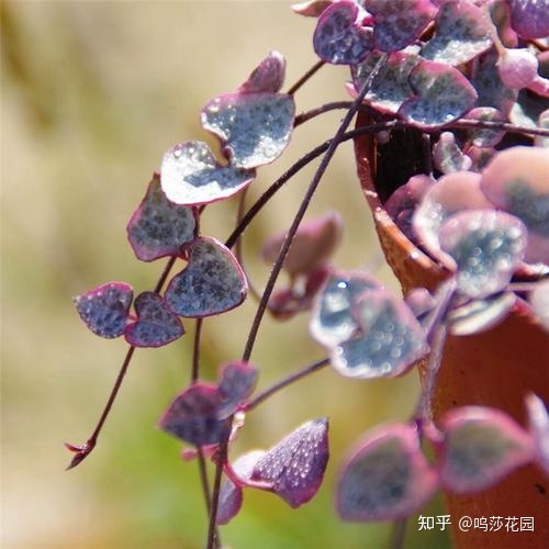 爱之蔓是什么颜色？代表着什么寓意？