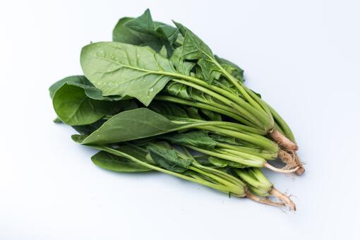 菠菜几天发芽出土？有哪些种植的技巧