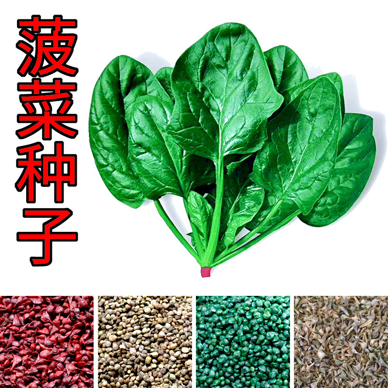 菠菜籽几天发芽，发芽时间是什么时候？