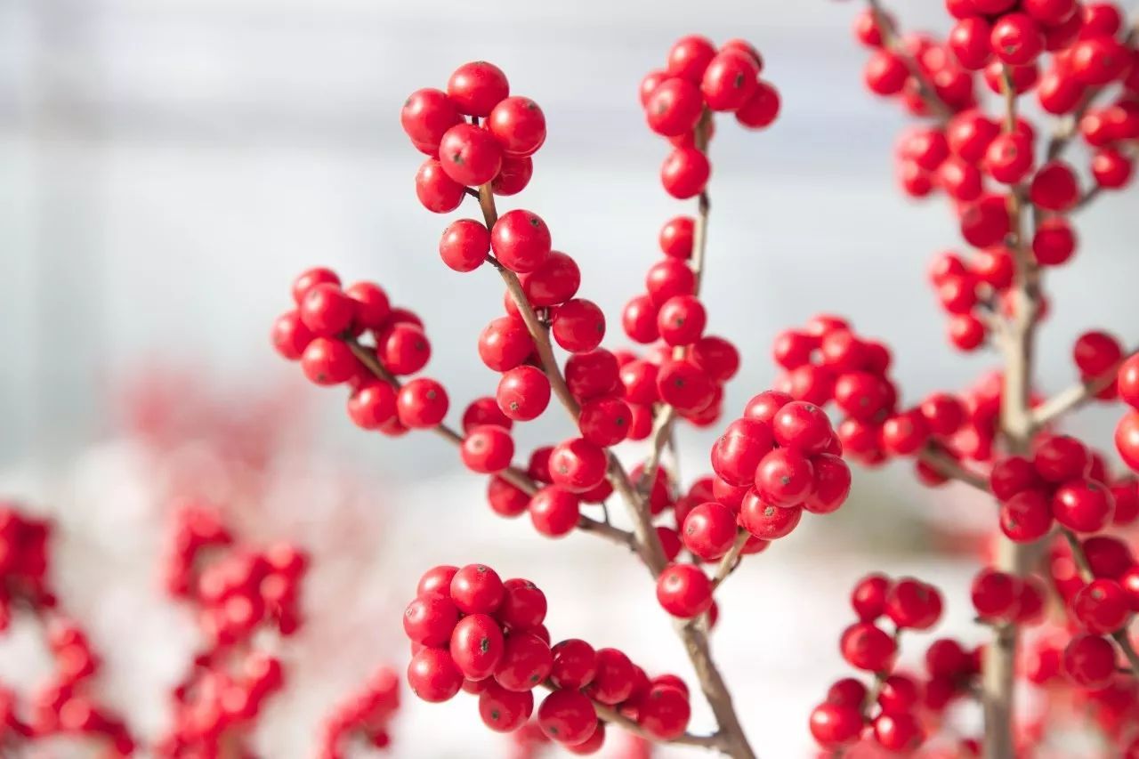 北美冬青果实为什么变黑，有哪些原因