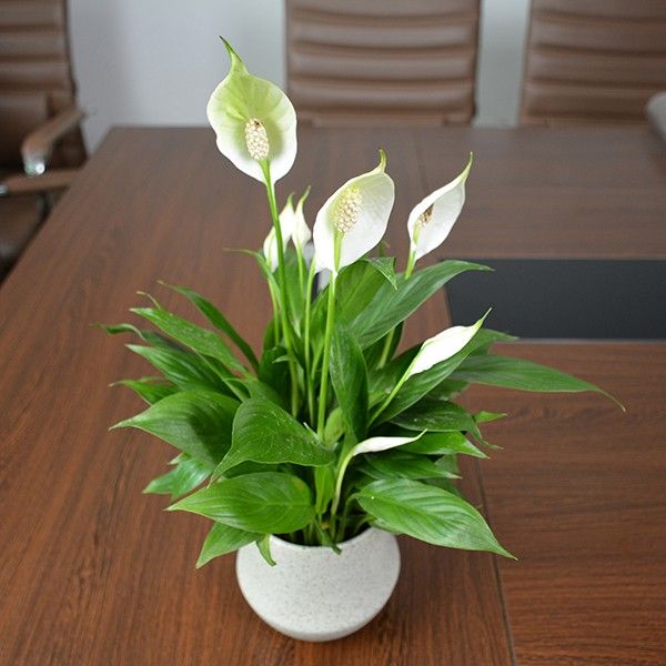 白掌能放室内吗，有什么危害吗？