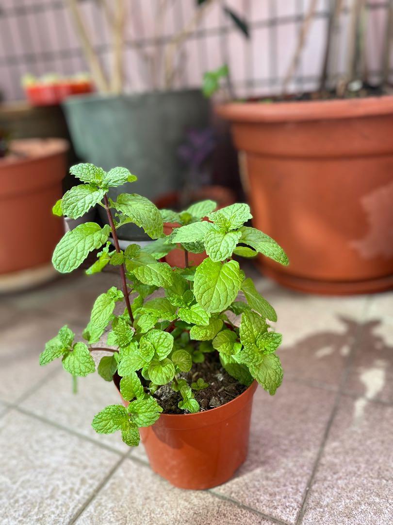 盆栽薄荷怎么养，有哪些养殖技巧？