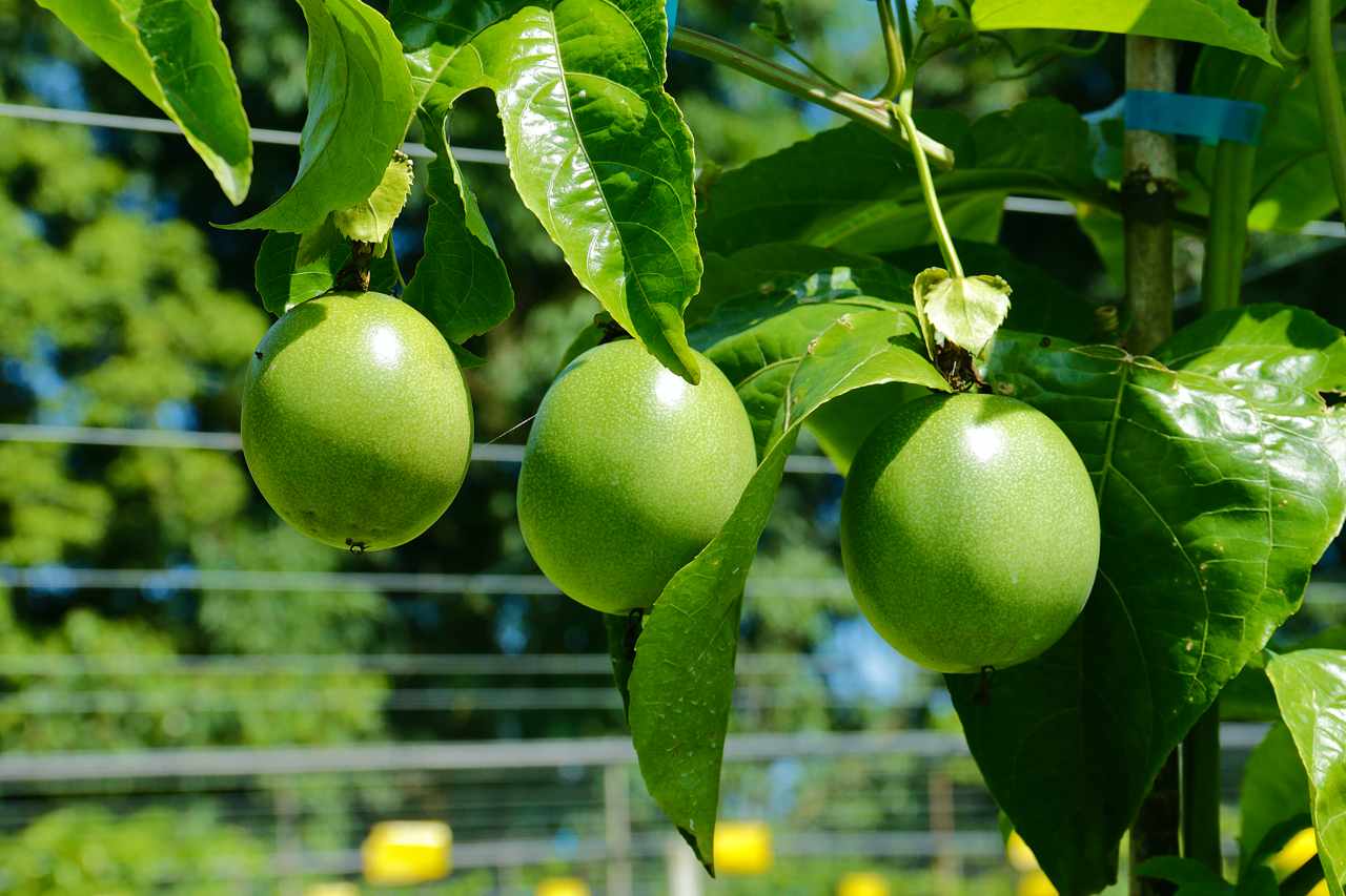 阳台怎么种植百香果，在家中阳台种植百香果