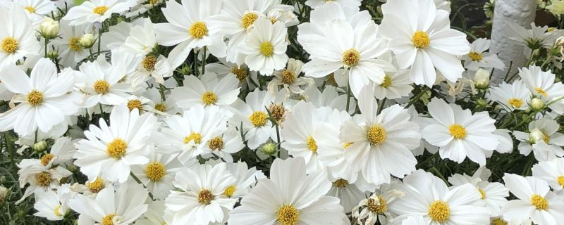 蓝色波斯菊的花语是什么？