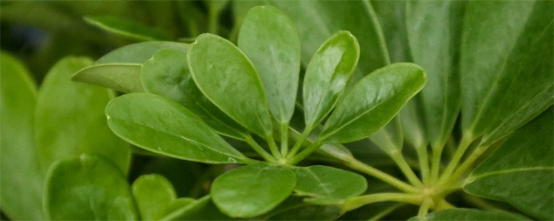 为什么鸭脚木是风水福物？如何摆放才能发挥其作用？