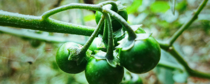 龙葵花6点开花的原因有哪些？