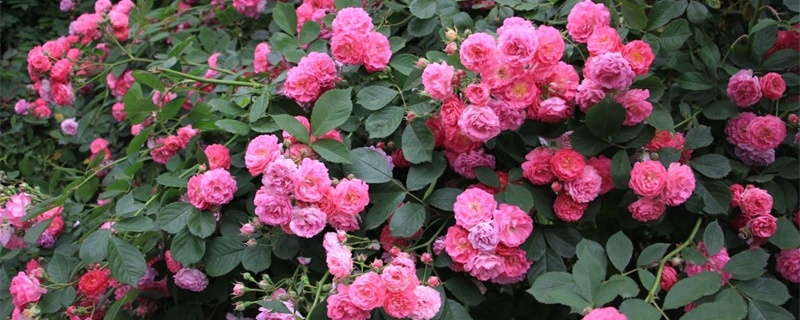 大连的气候适合养哪些花？