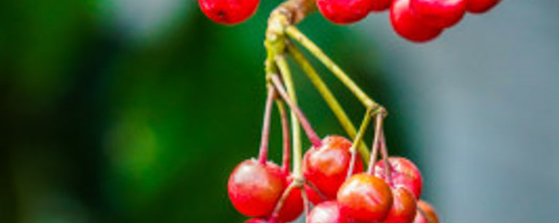 有哪些植物四季都不会凋谢？