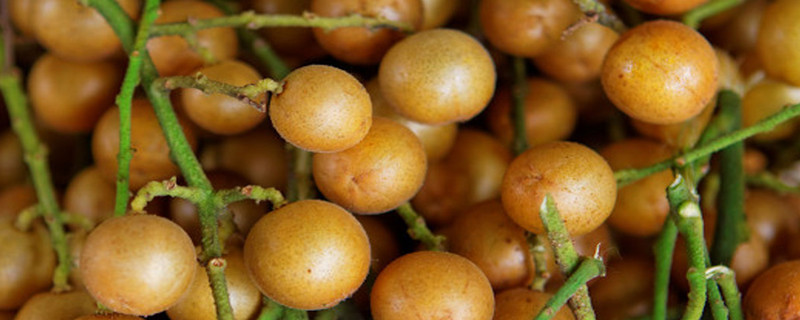 黑皮黄皮果品种有哪些不同，两者各有什么特点？