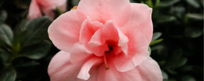 西宁市适合种植的花卉有哪些？