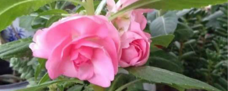 凤仙花是草本植物吗？