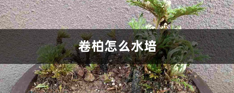 卷柏怎么水培，方法有哪些？
