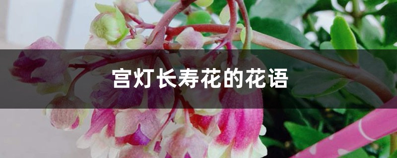 宫灯长寿花的寓意是什么,有哪些传说故事?