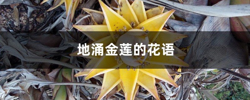 地涌金莲的寓意是什么,有哪些传说故事?