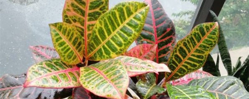 变叶木有哪些花语和寓意,送人的禁忌是什么?