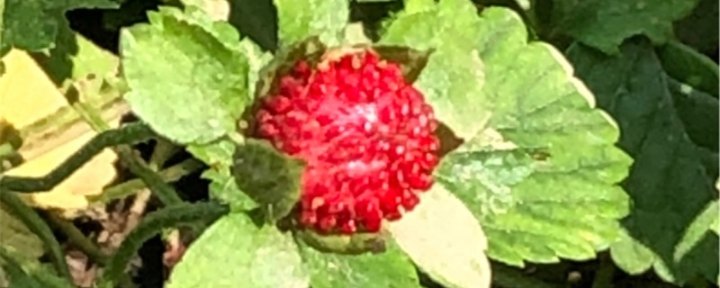 蛇莓有哪些功效和作用,能当水果吃吗?