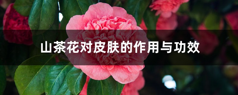 山茶花对皮肤有哪些好处,能延缓衰老吗?
