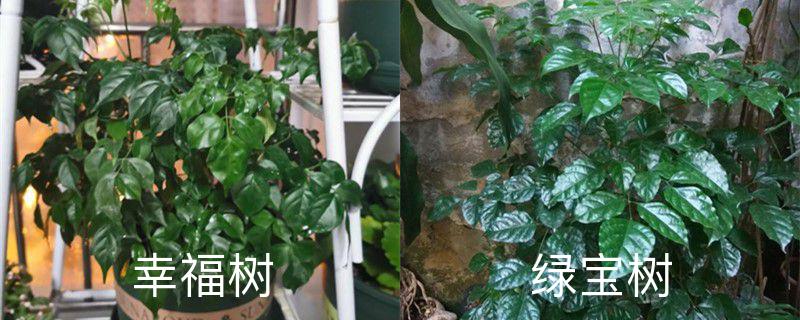 怎么区分幸福树和绿宝树,两种树的区别是什么?