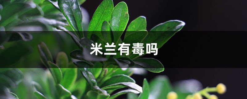 米兰花能放在客厅吗,米兰花有毒吗?