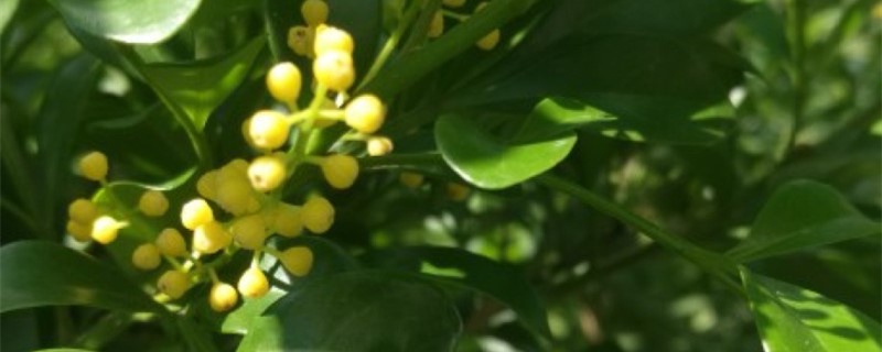 揭秘植物世界:米兰究竟是何种植物?