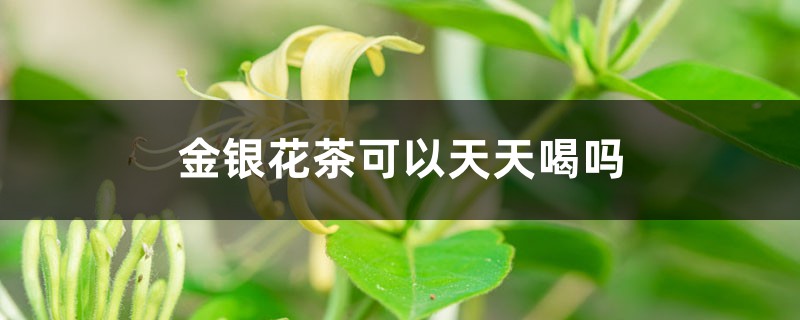 金银花能泡茶喝吗,泡茶方法有哪些?