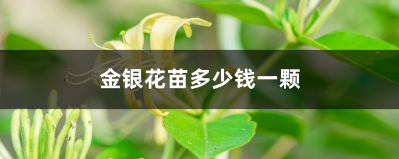 怎么种植金银花苗,金银花苗多少钱一棵?