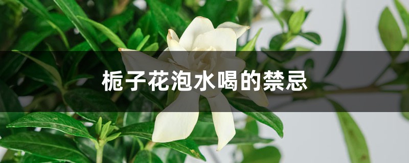 栀子花泡水喝的禁忌是什么，栀子花泡水喝功效是什么?