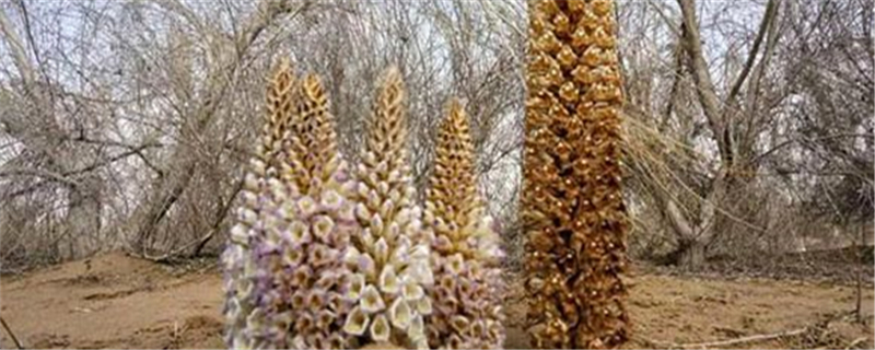 管花肉苁蓉有哪些功效,对人有帮助吗?