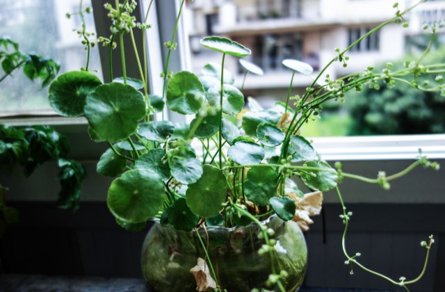 铜钱草倒伏起不来能剃头吗？